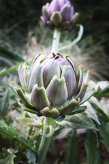 Close up of fresh artichoke plant in garden with purple ripe globe. Species of thistle cultivated as a food. The edible portion of the plant consists of the flower buds before the flowers bloom.