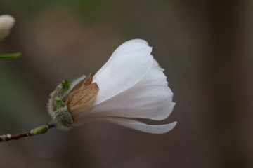 White Magnolia flowers