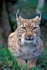 Naklejka na ściany i meble Beautiful Eyes of a Lynx Cat.