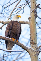 Bald Eagle on the lookout in Aspen tree.