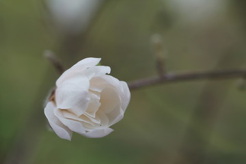 White Magnolia flowers