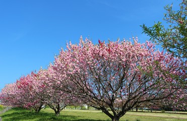 桃の花　ピンク　満開　空　茨城　