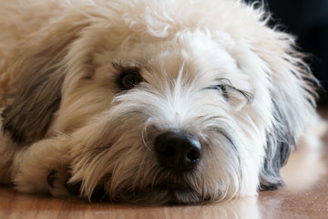 Soft coated Wheaten Terrier potrait