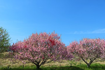 桃の花　ピンク　満開　空　茨城　