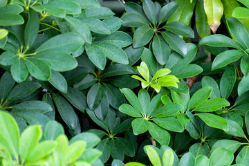 green leaf in the wood.