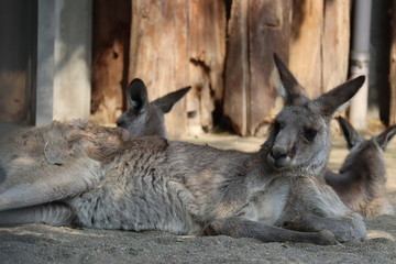横になって休憩しているカンガルーたち