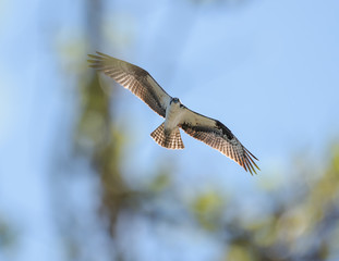 Obraz premium Eye Contact with Osprey!
