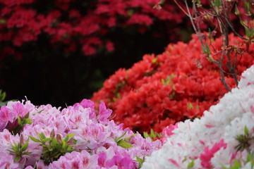 咲いているピンク色と赤色のツツジの花