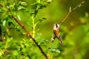 Nesting bird. Green natural background. Common bird. Eurasian Penduline Tit. Remiz pendulinus. 