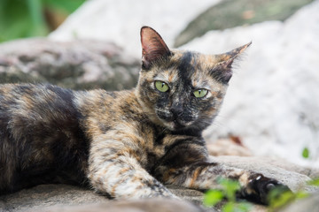 tortoiseshell cat, three colors cat , calico cat. This cat breeds is very cute and pretty.