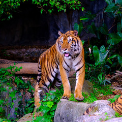 Fototapeta na wymiar indochinese tiger in the open zoo