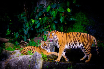 Fototapeta na wymiar indochinese tiger in the open zoo