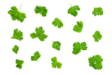 parsley leaves randomly