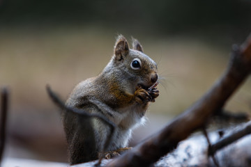 Squirrel Canada, National Park, Banff, Jasper, Icefields Parkway, Bow Valley, Travel Alberta, Canadian Rockies, Wildlife of North America, cute creature.