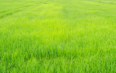 Naklejka na ściany i meble Fresh condition on green rice field blurred background