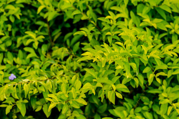 Abstract blur the green background, fresh nature and condition
