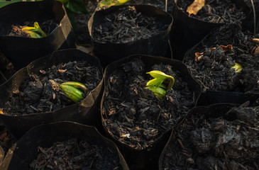 Cashew nuts that are sprouting in black plastic bags from the nursery