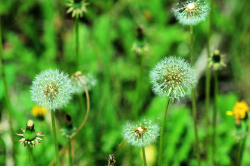 A close-up of the dandelion