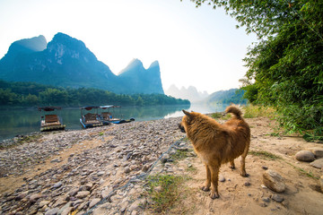 Landscape jiatianxia guilin lijiang sunrise and a dog.The landscape of near guilin, yangshuo...