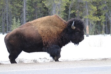 Fototapeta premium Woodland Bison