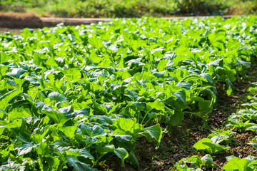 In outdoor natural planting vegetables