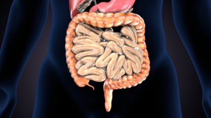 Human digestive system anatomy with highlighted large intestine, 3D illustration
