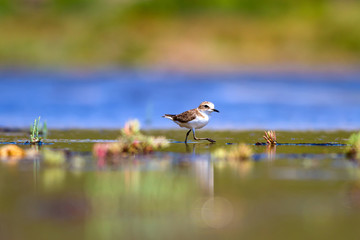 Cute little water bird. Colorful nature bacgkround. Bird: Kentish Plover. 