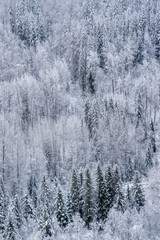 Mixed Canadian Forest Slope in the Snow