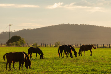 Fototapeta na wymiar Horse in a countryside