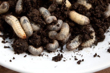 beetle lavas in soil.  group of larvas in soil . fat insect larvae