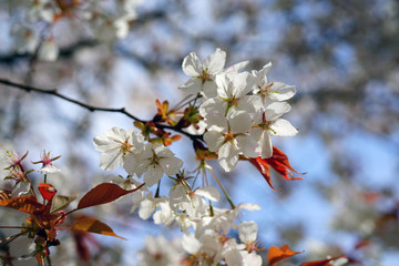 Pink and white blossoms of a sakura cherry prunus tree