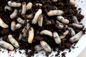 beetle lavas in soil.  group of larvas in soil . fat insect larvae
