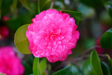 Fototapeta premium A pink camelia japonica flower in bloom