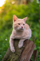 Close up portrait of cute and adorable cat sitting on wood with beautiful sunrise scenery in wild forest.