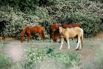 Obraz na płótnie Canvas Horse in a countryside