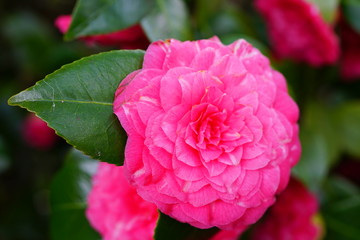 A pink camelia japonica flower in bloom