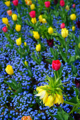 Yellow Fritillaria Imperialis lily (Crown Imperial flower) in the spring
