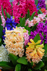 Colorful hyacinth flowers growing in the garden
