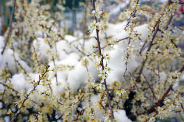 Pink and white blossoms of a sakura cherry prunus tree branches in the snow