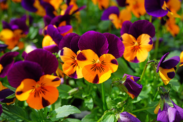 Orange and purple johnny-jump-up pansy violet flowers