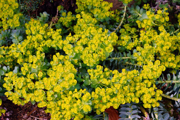 Green euphorbia plant (spurge) growing in the garden