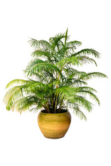 Obraz premium Palm trees in a pot on in A Flower Pot on pure white background for graphic. with clipping path