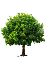 Fototapeta na wymiar Beautiful fresh green deciduous tree isolated on pure white background for graphic. with clipping path