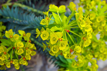Green euphorbia plant (spurge) growing in the garden
