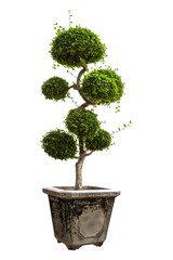 Fototapeta na wymiar Beautiful Banyan Tree or Ficus Microcarpa Bonsai in A Flower Pot