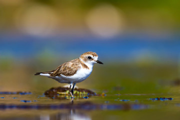 Cute little bird. Colorful nature bacgkround. Bird: Kentish Plover. Charadrius alexandrinus.
