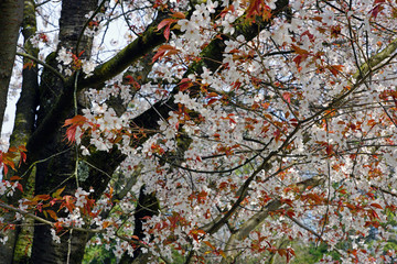 Pink and white blossoms of a sakura cherry prunus tree