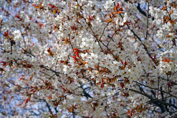 Pink and white blossoms of a sakura cherry prunus tree