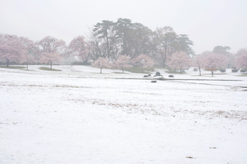 雪、桜、蒸気霧