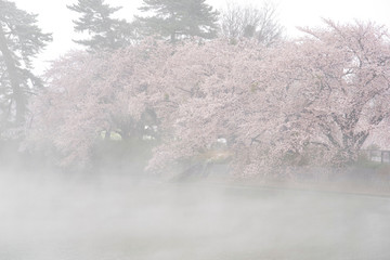Obraz na płótnie Canvas 雪、桜、蒸気霧